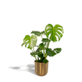Monstera Deliciosa + Topf Mayk Gold