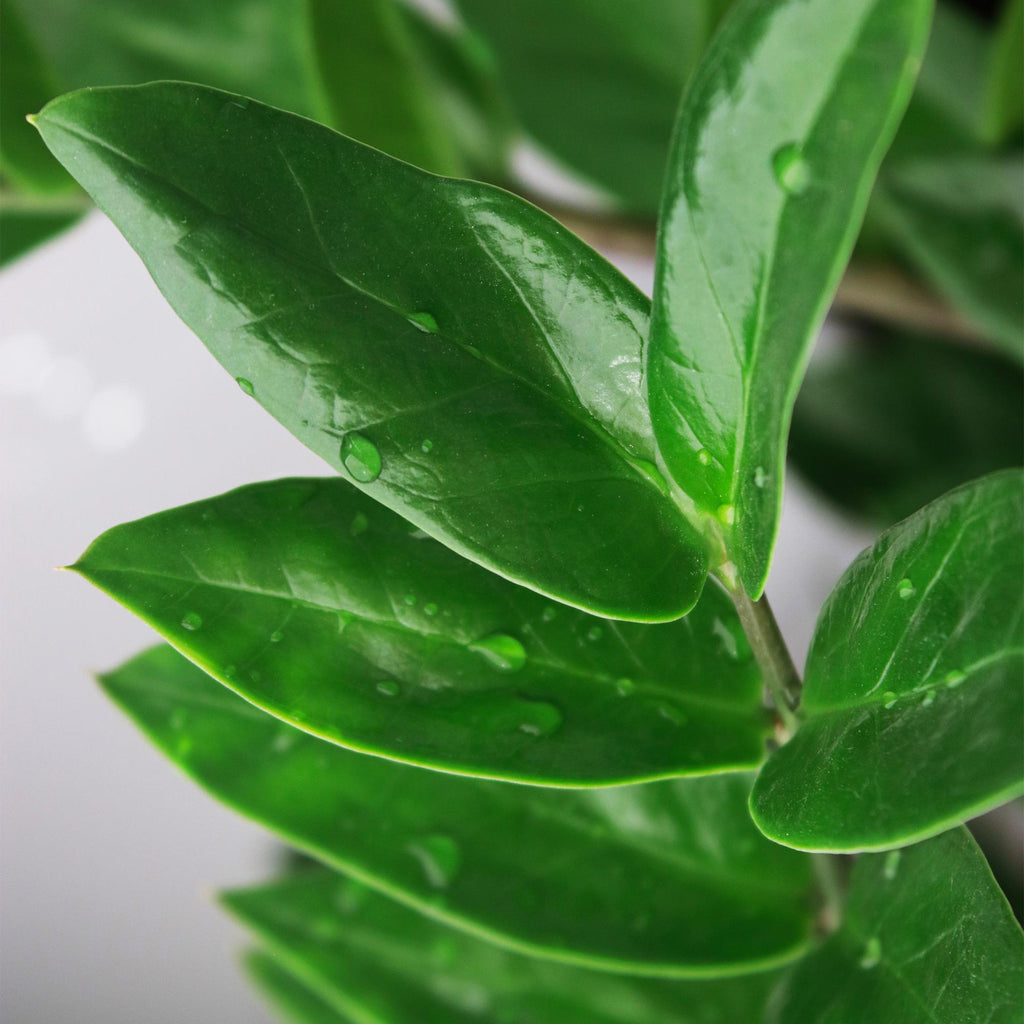 Zamioculcas ZZ-Pflanze – 2er Set