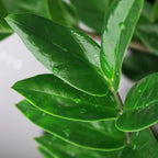 Zamioculcas ZZ-Pflanze – 2er Set
