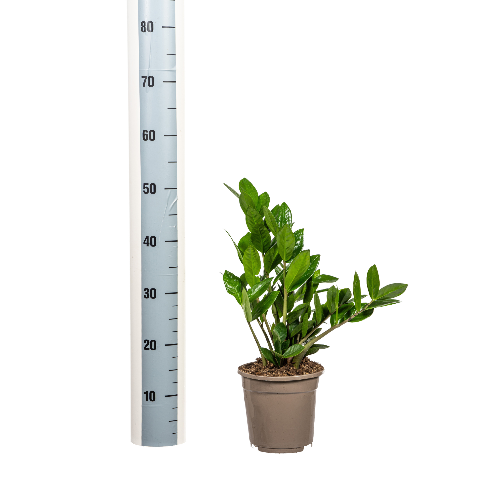 Zamioculcas Zamiifolia Ø17cm-↕40-50cm Everspring