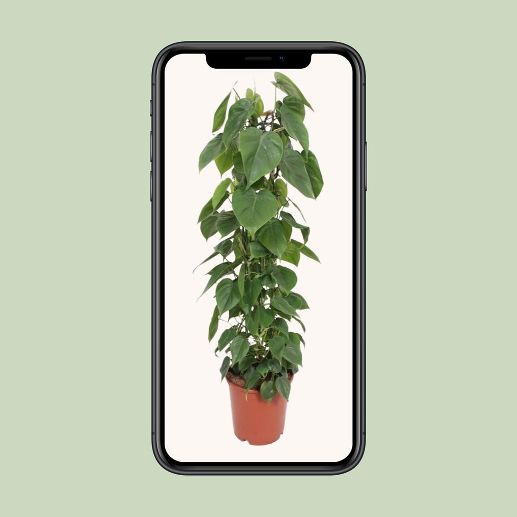 Philodendron Scandens