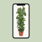 Philodendron Scandens