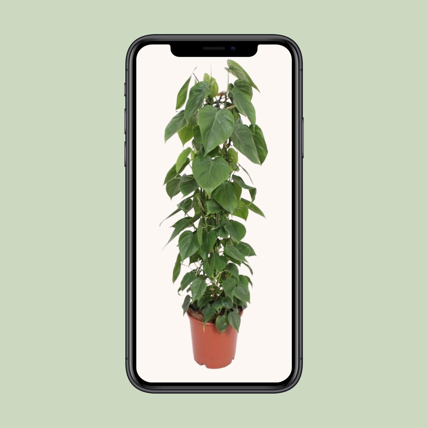 Philodendron Scandens