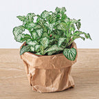 Pflanzen-Terrarium Nachfüll- & Starterpaket – Ficus Ginseng Bonsai Everspring
