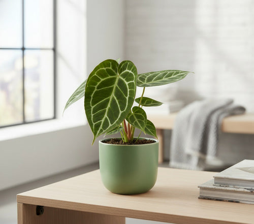 Anthurium Crystallinum - Ø12cm-↕20cm Everspring