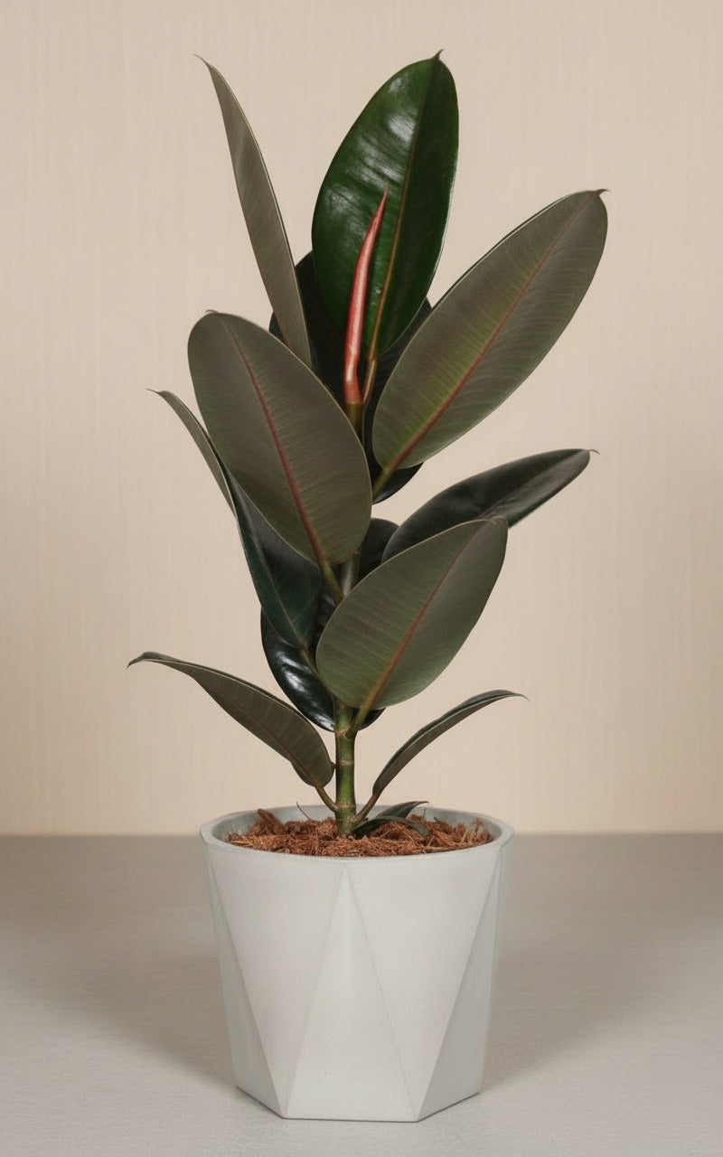 Ficus Elastica Abidjan - Ø17cm-↕60cm Everspring