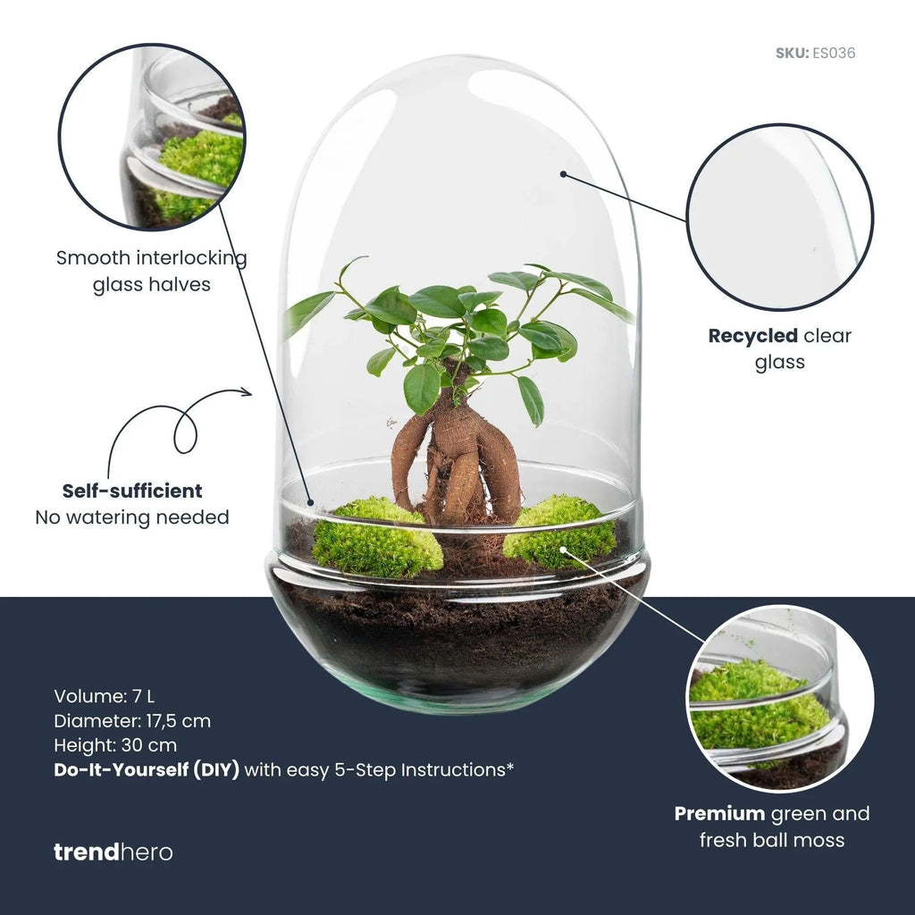 Flaschengarten - Egg XL Bonsai - ↕30cm Everspring