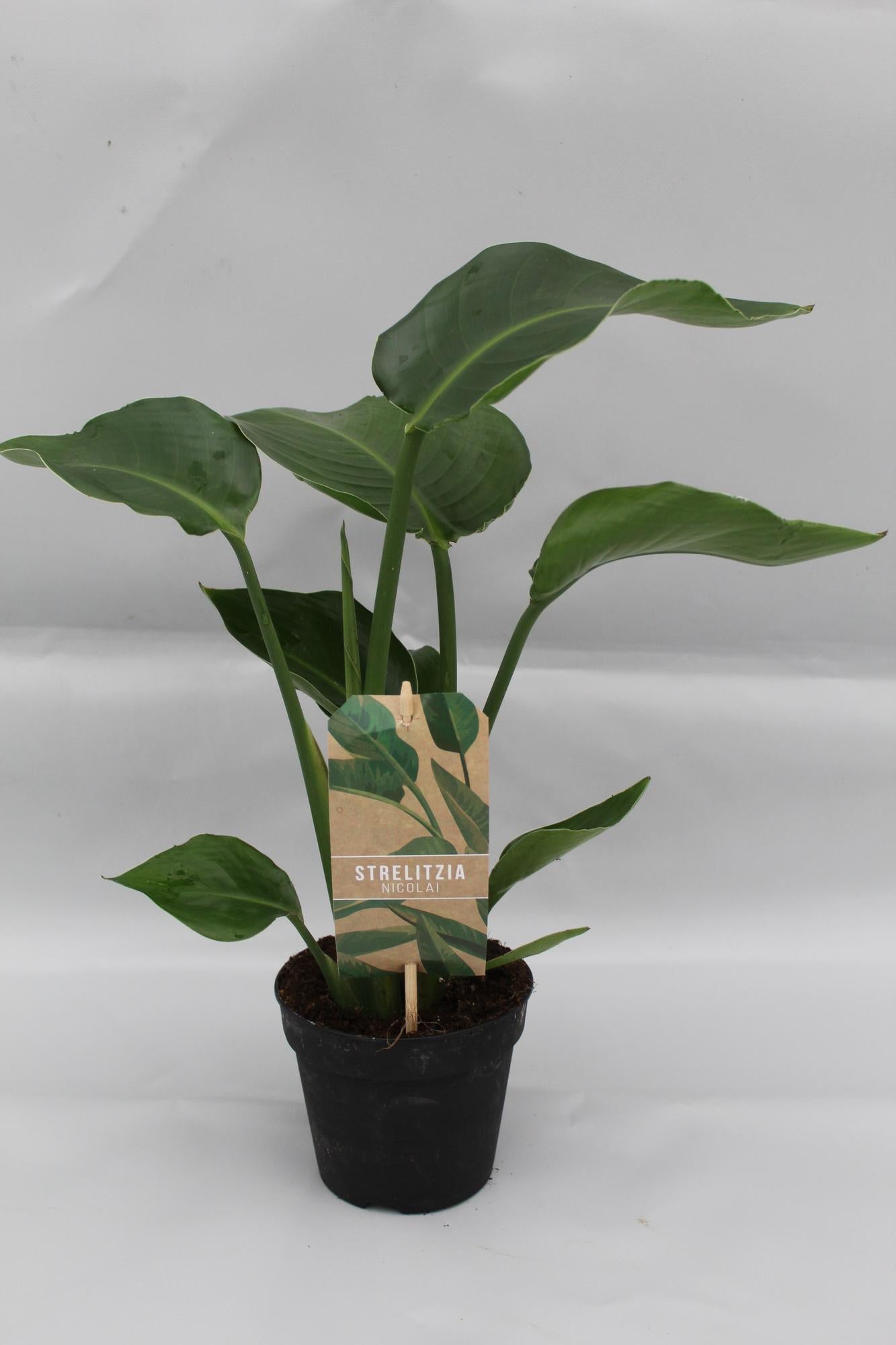 Strelitzia Nicolai – Paradiesvogelblume