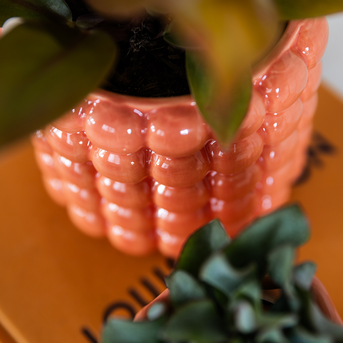 Kolibri Orchids – Poppy Orange Set