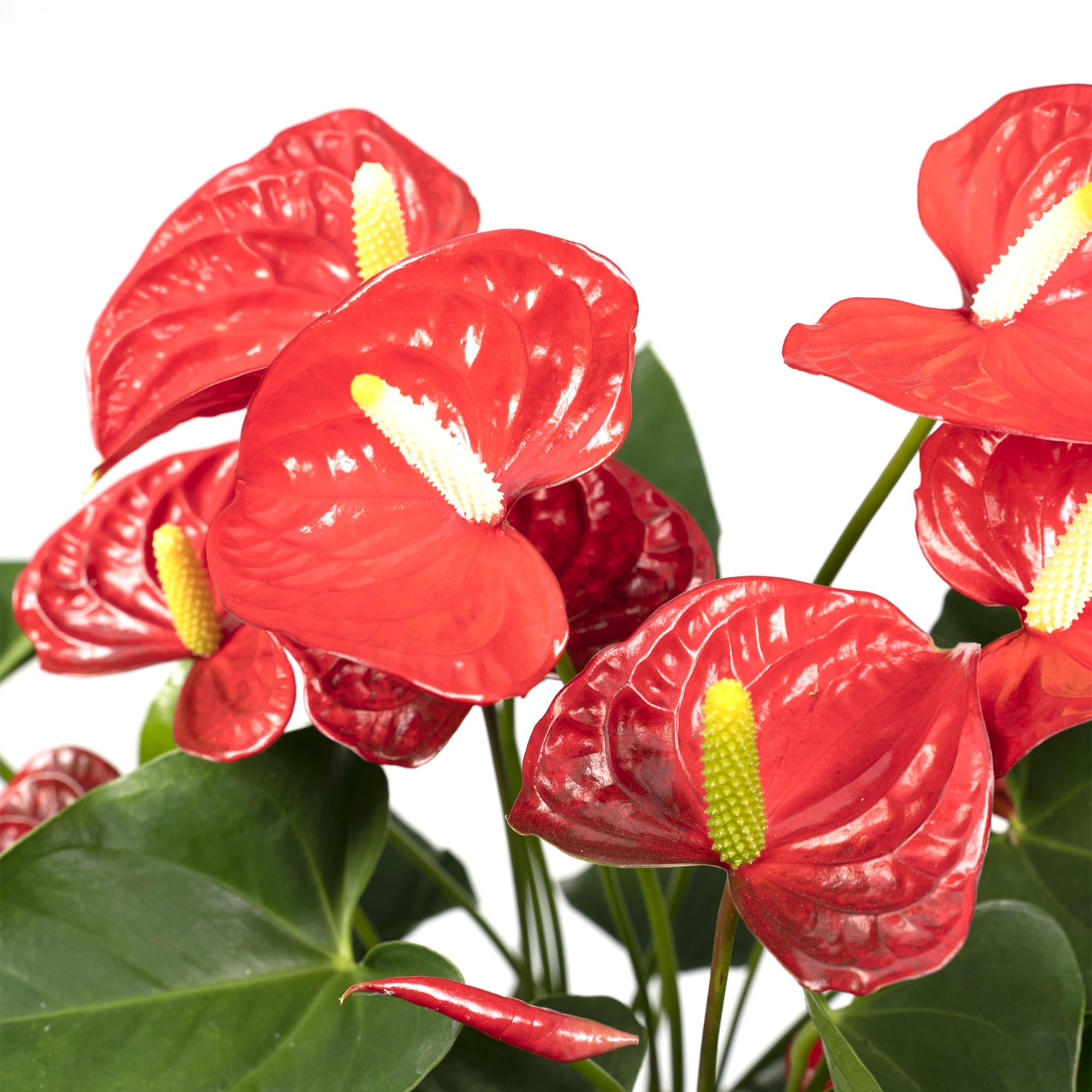Anthurium Red