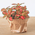 Pflanzen-Terrarium Nachfüll- & Starterpaket – Ficus Ginseng Bonsai Everspring