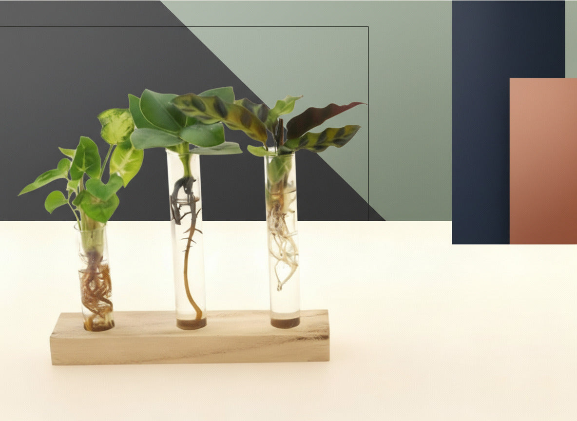 Hydrokultur - Ø7cm-↕10cm Everspring