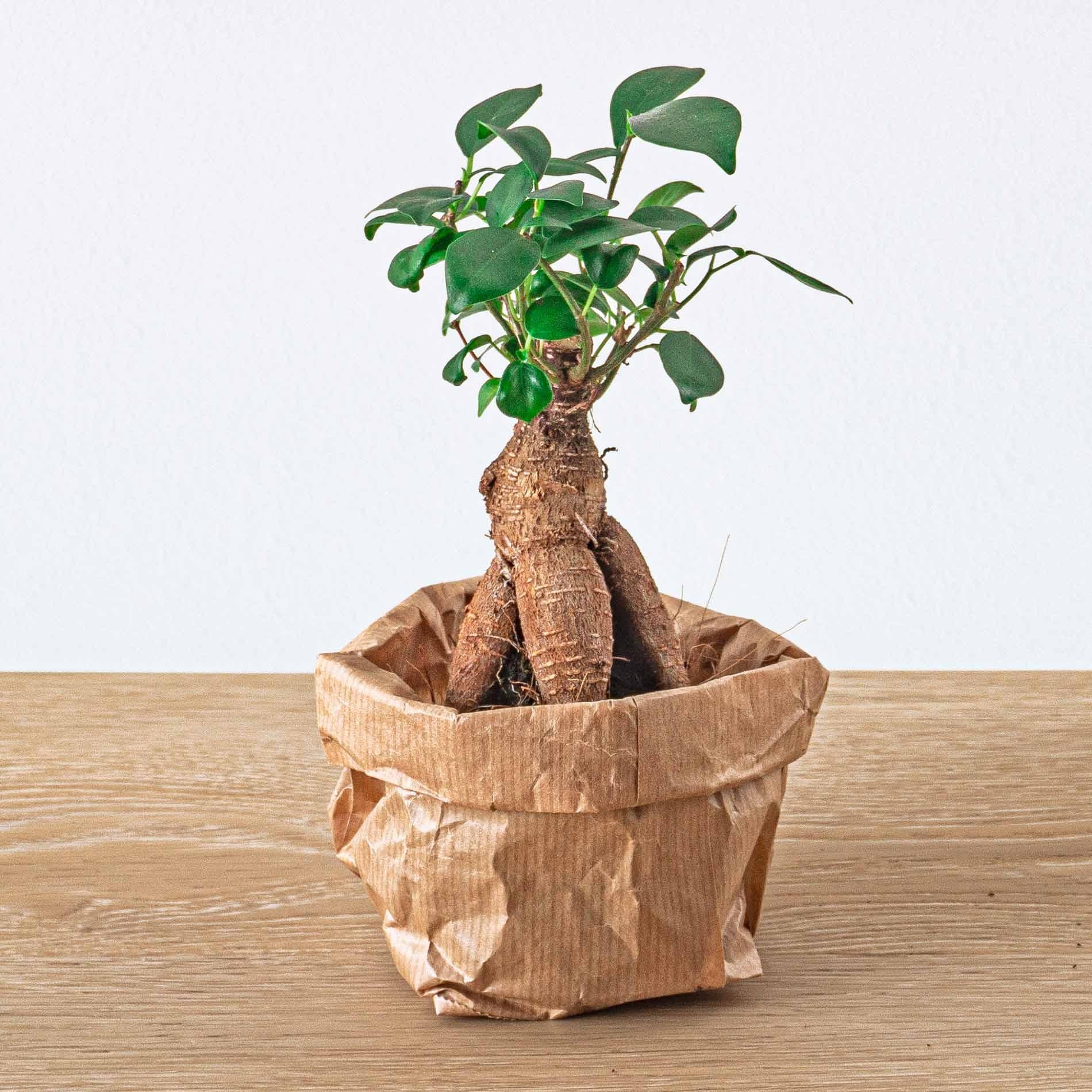 Pflanzen-Terrarium Nachfüll- & Starterpaket – Ficus Ginseng Bonsai Everspring