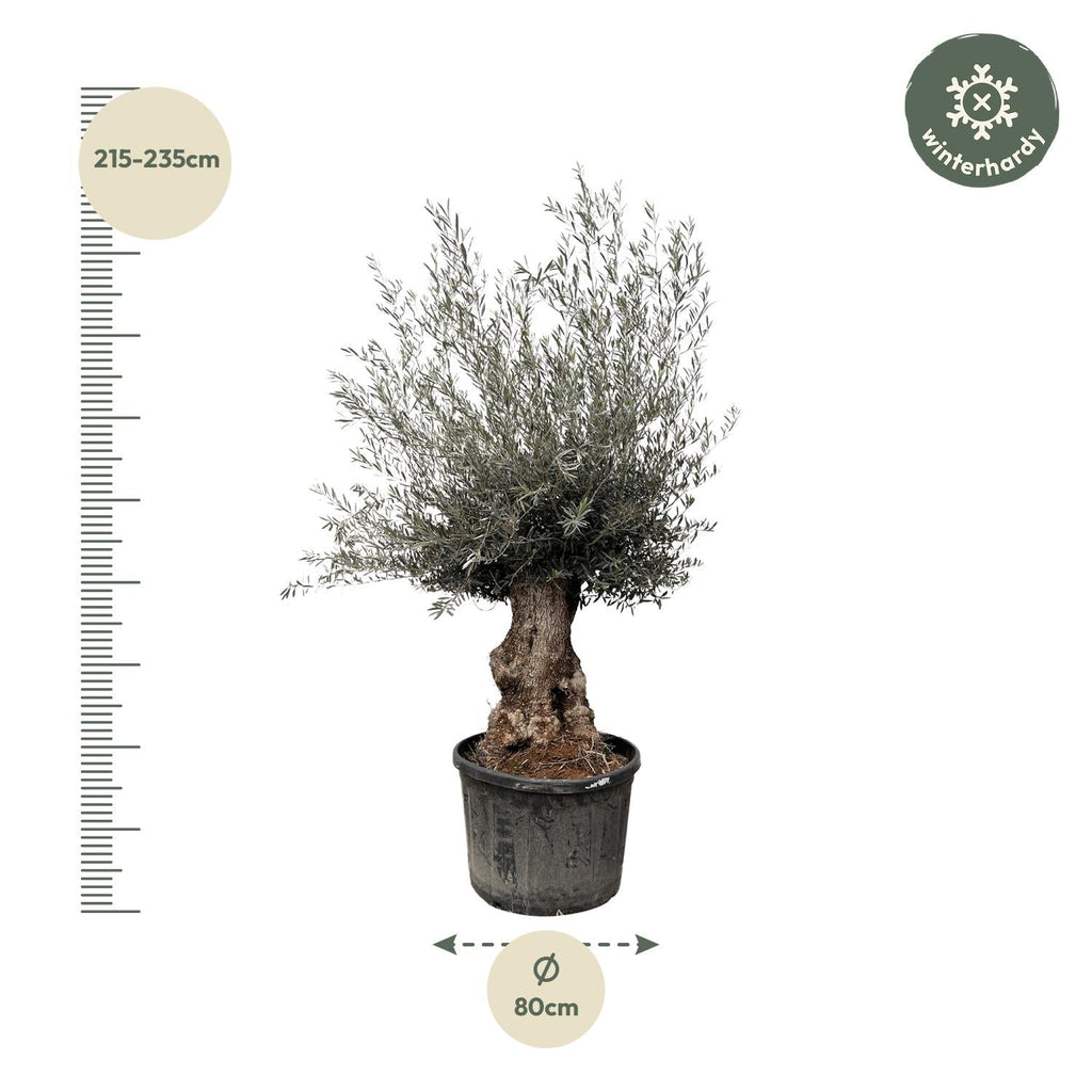 Olea Europaea Bonsai - Ø80cm-↕270cm Everspring