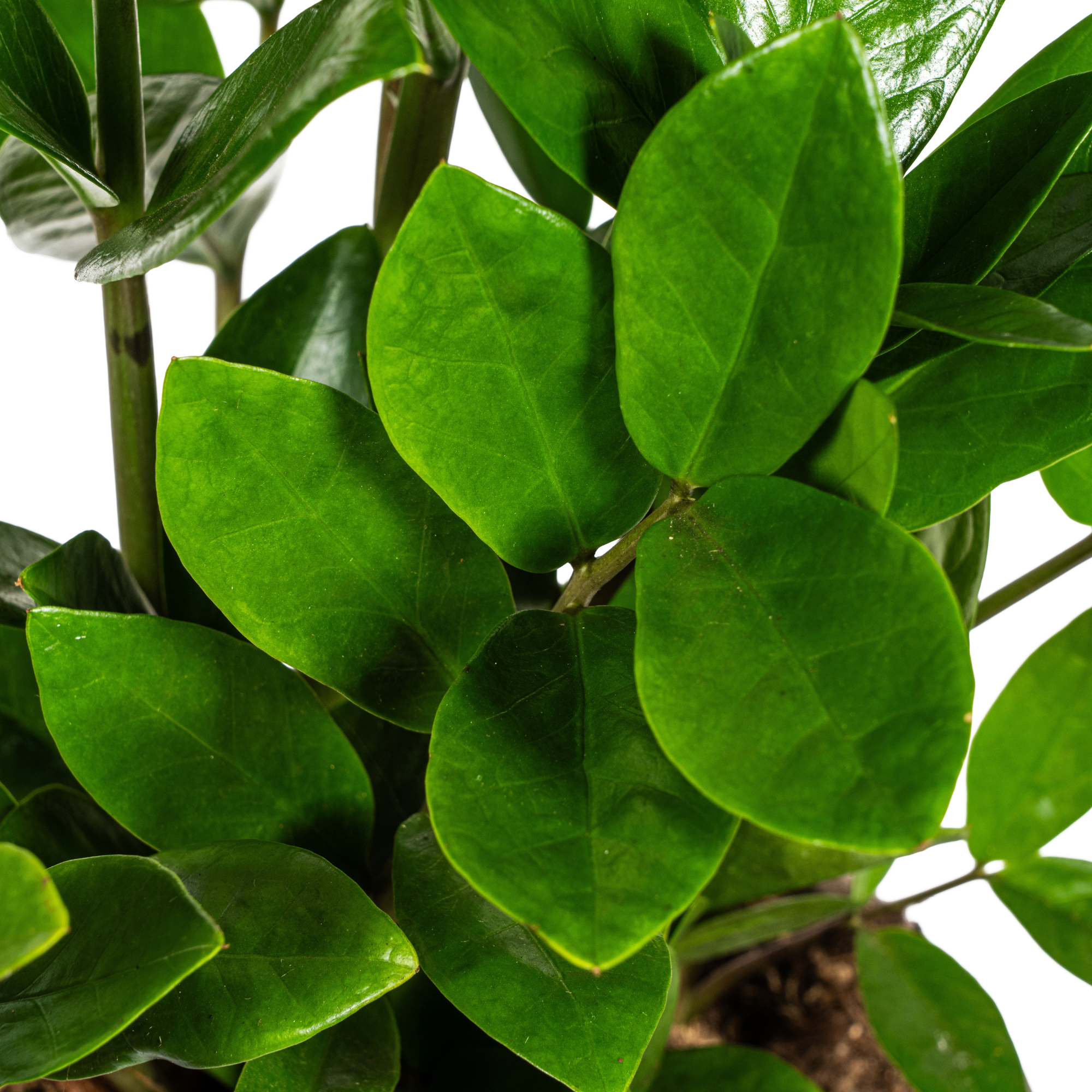 Zamioculcas Zamiifolia Ø17cm-↕40-50cm Everspring