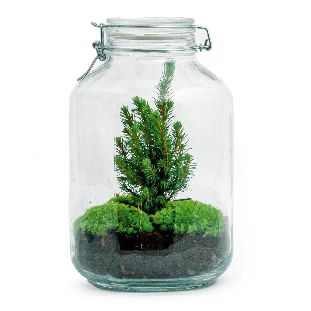 DIY Flaschengarten - Jar Christma - ↕28cm Everspring