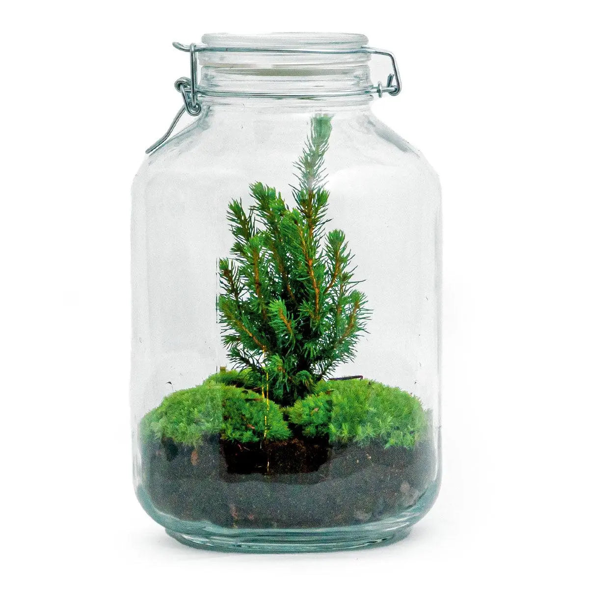 DIY Flaschengarten - Jar Christma - ↕28cm Everspring