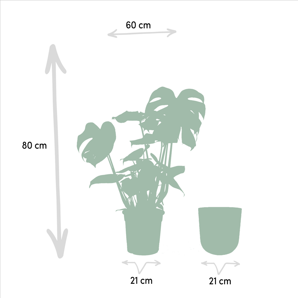 Monstera Deliciosa + Topf Mayk Gold