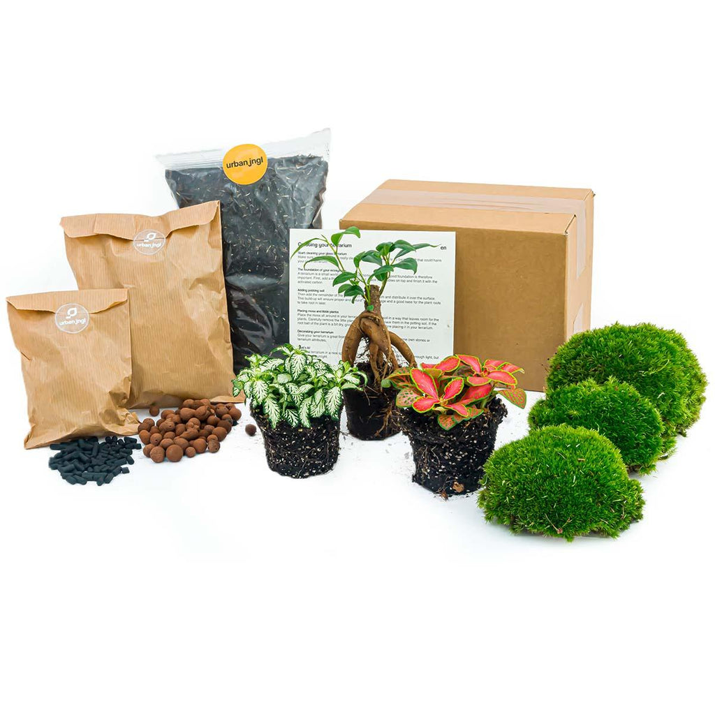 Pflanzen-Terrarium Nachfüll- & Starterpaket – Ficus Ginseng Bonsai Everspring