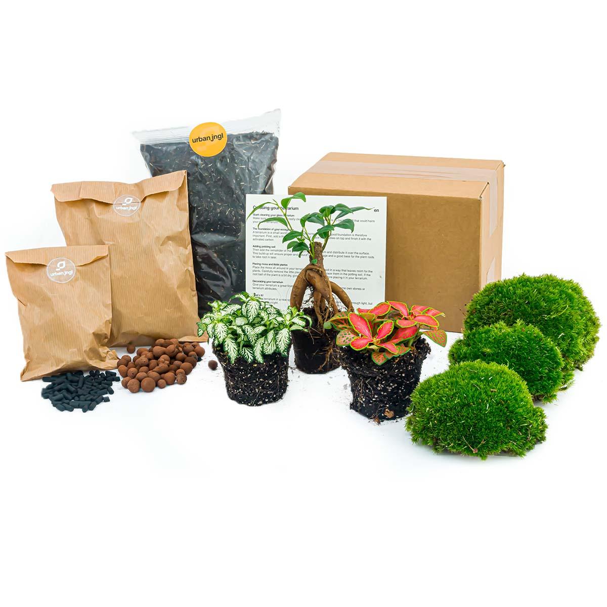 Pflanzen-Terrarium Nachfüll- & Starterpaket – Ficus Ginseng Bonsai Everspring