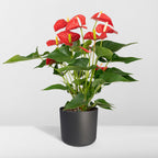 Anthurium Red