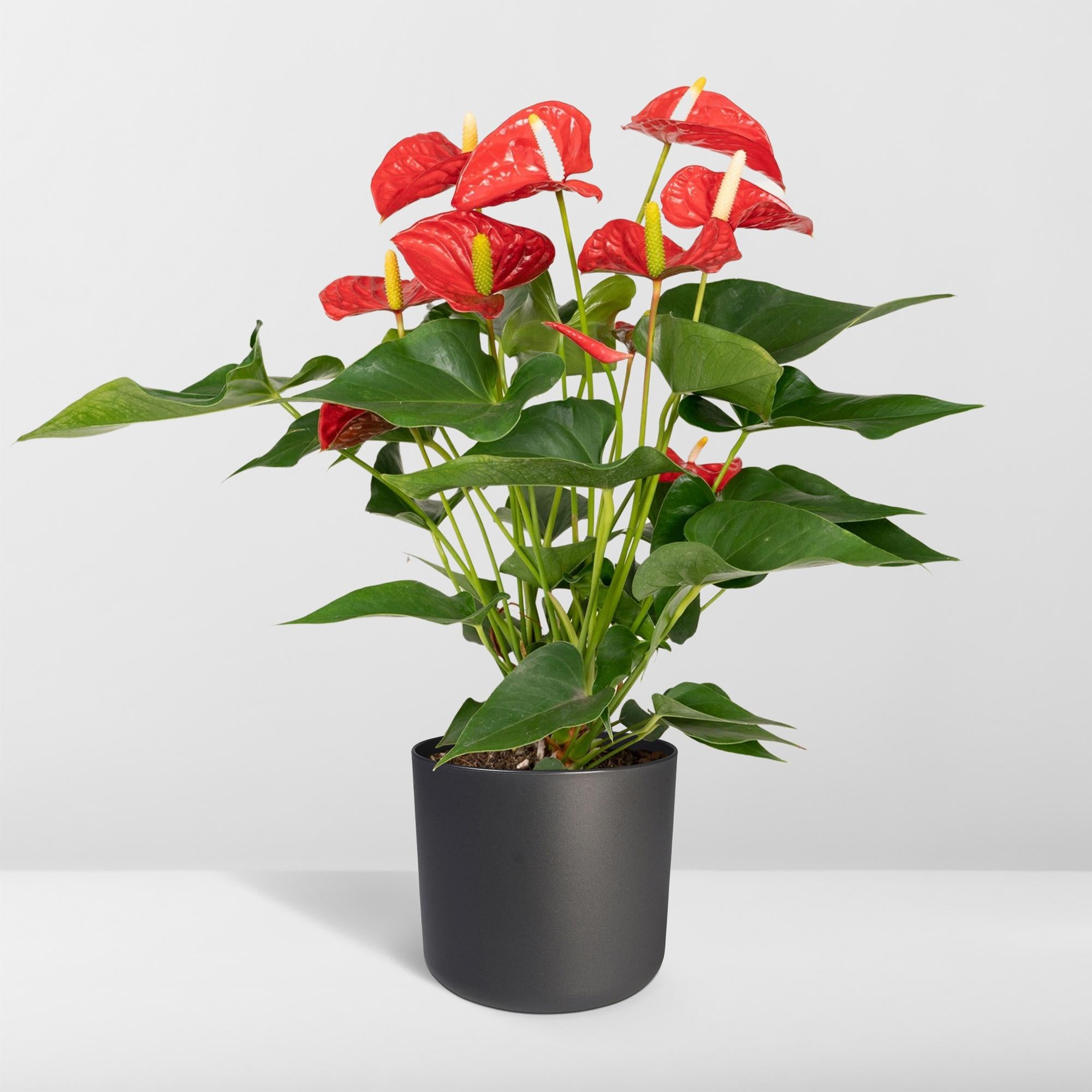 Anthurium Red
