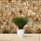 Yucca Rostrata - Ø30cm-↕70cm Everspring