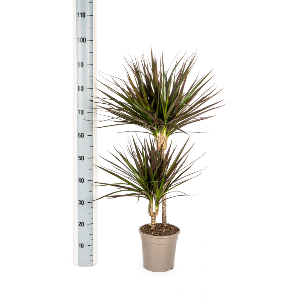 Dracaena Marginata Magenta Ø19cm-↕70cm-90cm Everspring