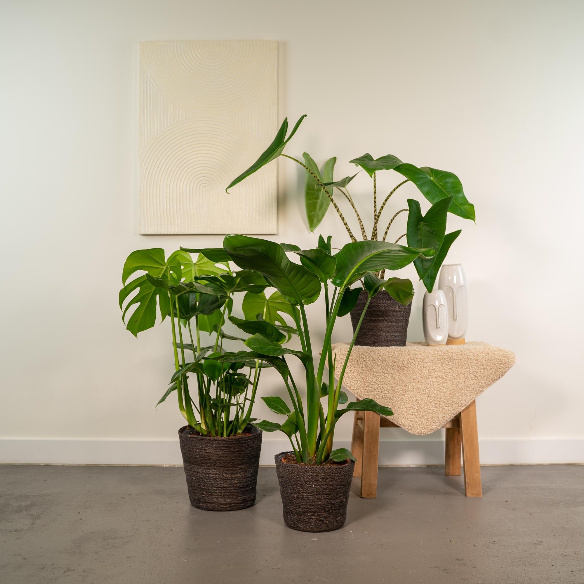 Urban Jungle Set – Monstera, Alocasia & Strelitzia