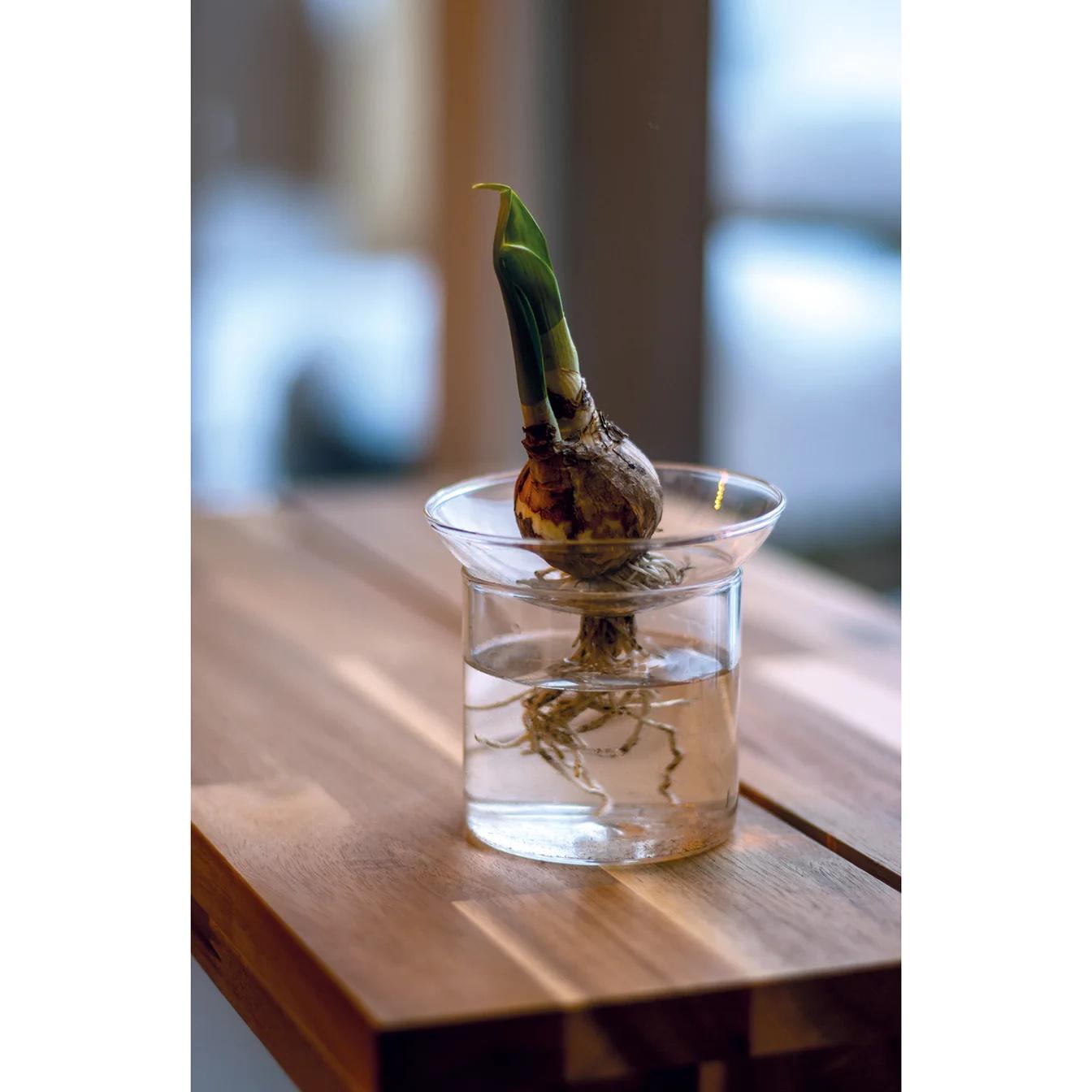 Vermehrungsvase S - Ø9cm-↕8cm Everspring