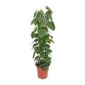 Philodendron Scandens