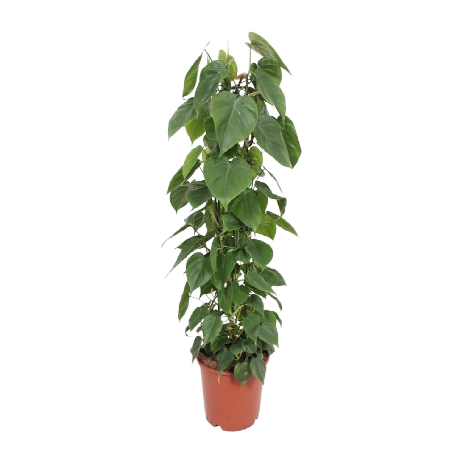Philodendron Scandens