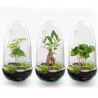 Flaschengarten - Egg Bonsai - ↕25cm Everspring