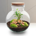 Flaschengarten - Teddy Bonsai - ↕26,5cm Everspring