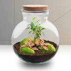 Flaschengarten - Teddy Bonsai - ↕26,5cm Everspring