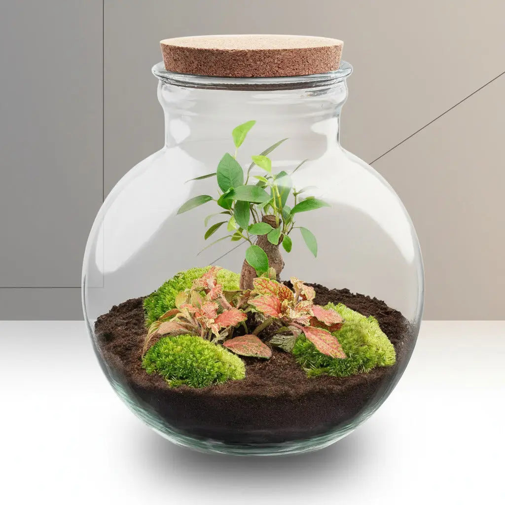 Flaschengarten - Teddy Bonsai - ↕26,5cm Everspring