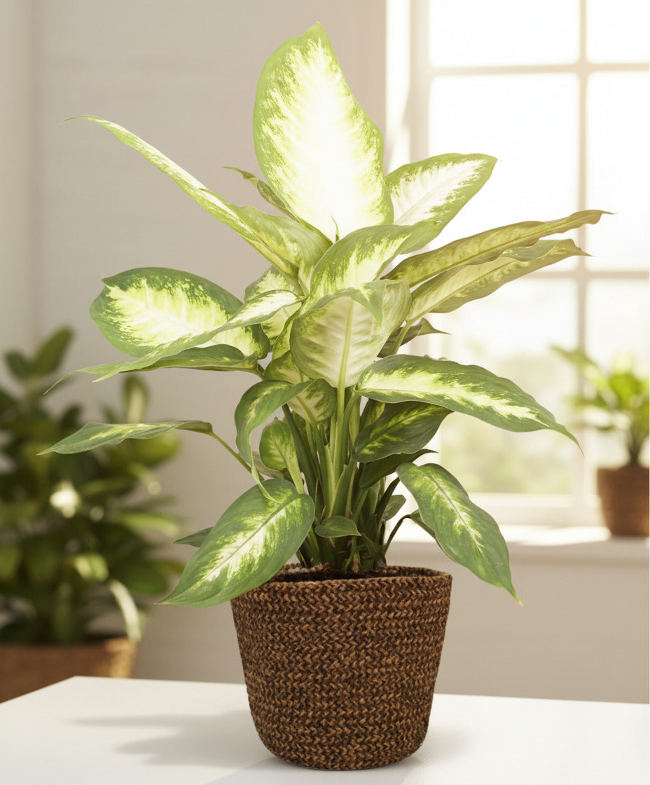 Dieffenbachia Camilla - Ø17cm-↕45cm + Selin Topf Ø18cm-↕16cm - Schwarz Everspring