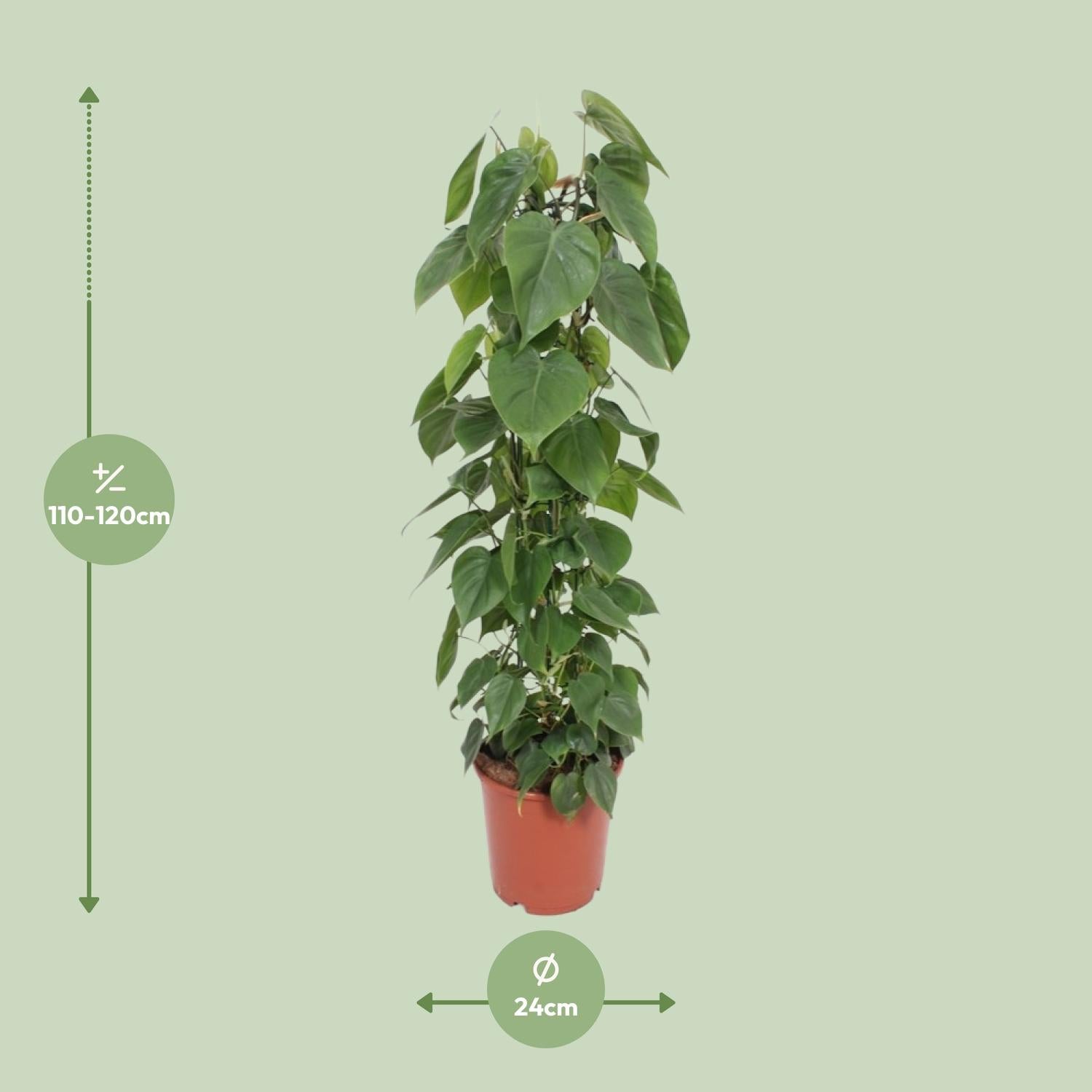 Philodendron Scandens